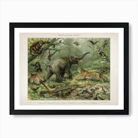 Vintage Meyers 3 Orientalische Fauna Art Print