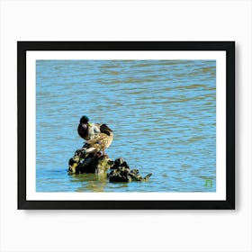 Ducks In The Water 20200301 21rt1ppub Art Print