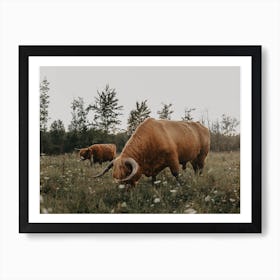Highland Cows On The Farm Art Print