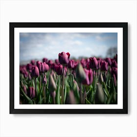 Dark floral purple tulips in a field at sunset in the Netherlands - flowers in nature - travel photography by Christa Stroo Photography Art Print