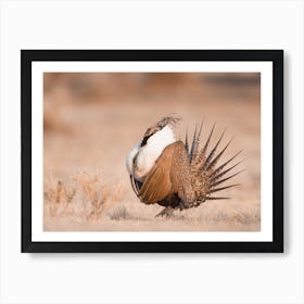 Greater Sage Grouse Art Print