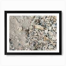 Shells On The Beach, Travel Photography Indonesia Art Print