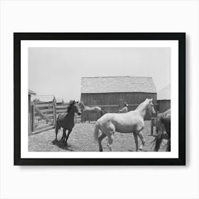 Roping A Horse In Corral,Sms Ranch Near Spur Texas By Russell Lee Art Print