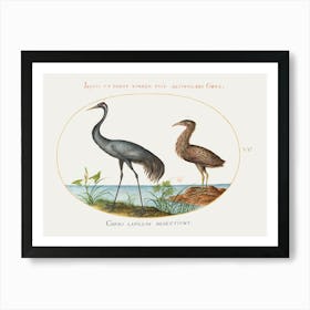 Crane And Bittern (1575–1580), Joris Hoefnagel Art Print