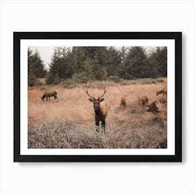 Arizona Elk Herd Art Print