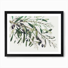 Olive Branches, The Miriam And Ira D Art Print