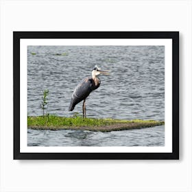 Great Blue Heron 1 Art Print