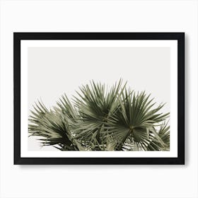 Fan Palm Art Print