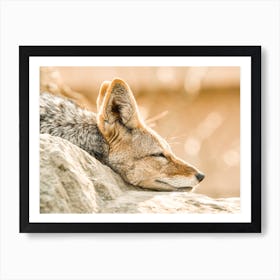 Sleeping Coyote Art Print