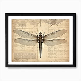 Dragonfly Anatomy 1 Art Print