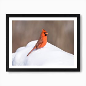 Northern Cardinal in the Winter Art Print