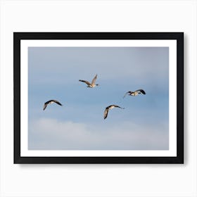 Canadian Geese In Flight Art Print