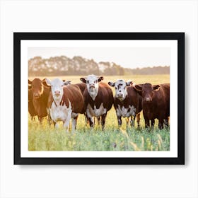 Herd Of Brown And White Cows Art Print