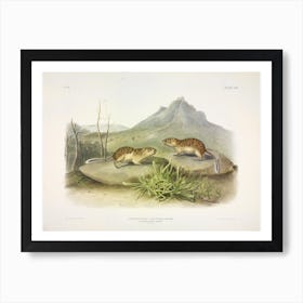 Californian Marmot Squirrel 2, John James Audubon Art Print