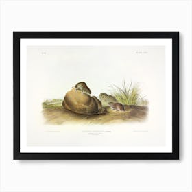 Pine Mouse, John James Audubon Art Print