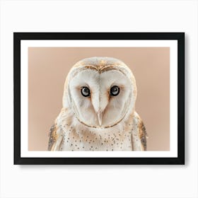 Barn Owl 12 Art Print