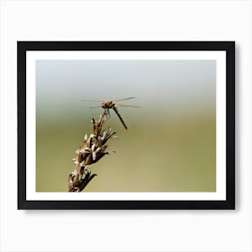Dragonfly at rest Art Print