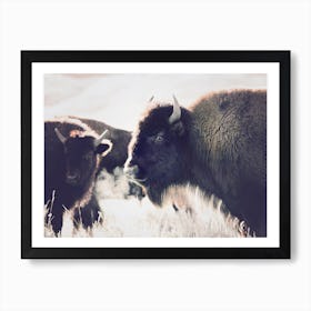 Bison Art Print