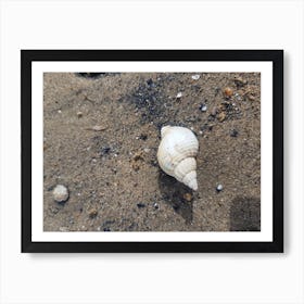 Shell On The Beach 1 Art Print
