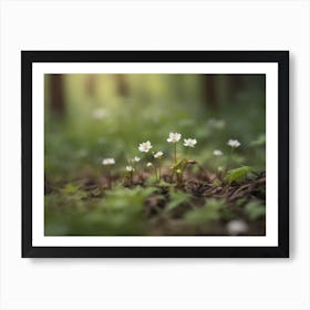 Small White Flowers In The Forest Art Print