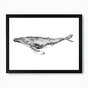 Dotwork Blue Whale Illustration Art Print