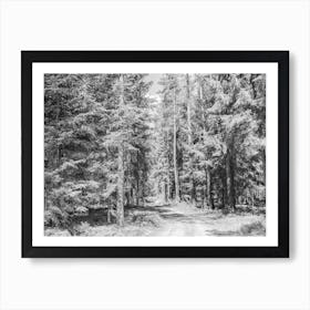 Pine tree woodland, dirt road with sunny blue sky Art Print