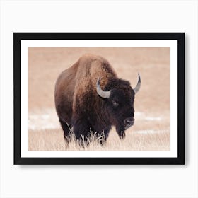 Bull Bison Poster