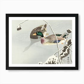 Two Mallards Near A Snow Covered Lotus, Ohara Koson Art Print