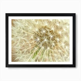 Dandelion Macro Art Print