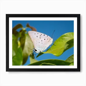 Butterfly On A Leaf Art Print