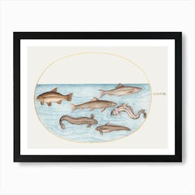 Burbot, Rockling, And Other Fish (1575–1580), Joris Hoefnagel Art Print