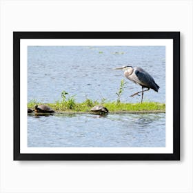 Great Blue Heron And Turtles 1 Art Print