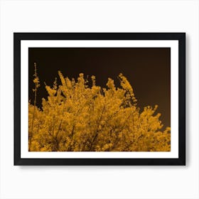 Yellow Bush Art Print