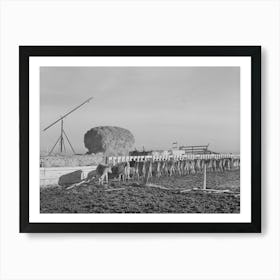 Untitled Photo, Possibly Related To Dairy Cattle On Farm On Black Canyon Project, Canyon County, Idaho By Russell Lee Art Print