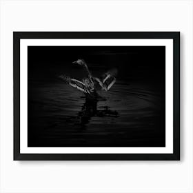 Black And White Duck In The Water With Open Wings Art Print