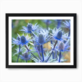 Sea Holly Flowers Art Print