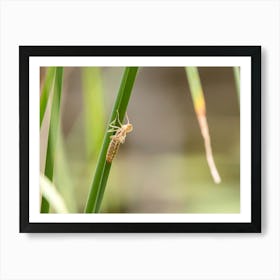 Dragonfly Nymph Molting Art Print