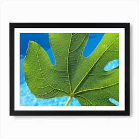 Green fig leaf and blue water, macro Art Print