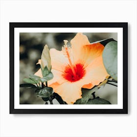 Hibiscus Flower Art Print