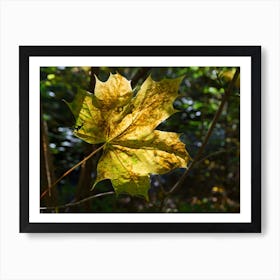 Golden-yellow maple leaf, autumn forest Art Print
