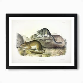 Rocky Mountain Neotoma, John James Audubon Art Print