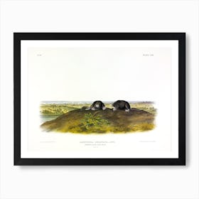 Star Nose Mole, John James Audubon Art Print