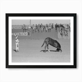 High School Horse And His Owner Trainer At The Rodeo Of The San Angelo Fat Stock Show, San Angelo, Texas By Russell Lee 1 Art Print