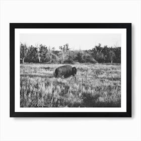 Lone Buffalo Art Print