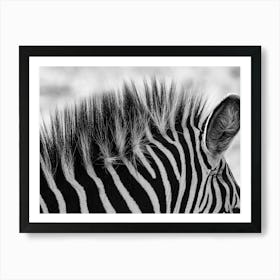 Zebra Mane Black And White Affiche