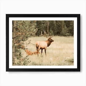 Elk In Meadow Art Print