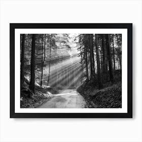 Sunrays In Forest Art Print