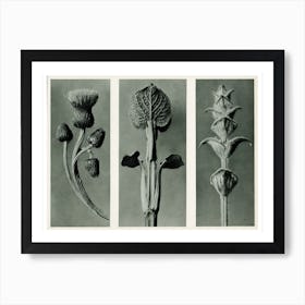 Study Of Three Species Of Plant Art Print