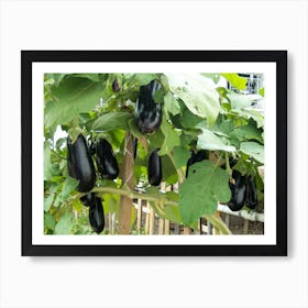 Eggplants On A Vine Art Print