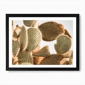 Sunset Through Cactus Art Print